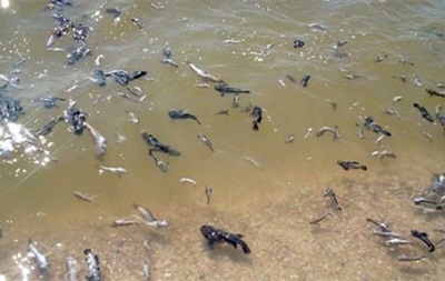 Массовый мор рыбы зафиксировали также на Херсонщине